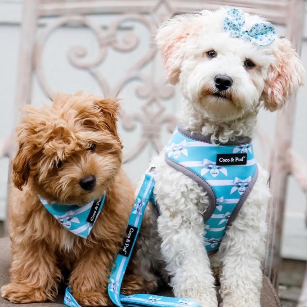 Coco & Pud Audrey Dog Harness, Tiffany Blue/White, X-Small, Small, NWOT - Picture 5 of 9